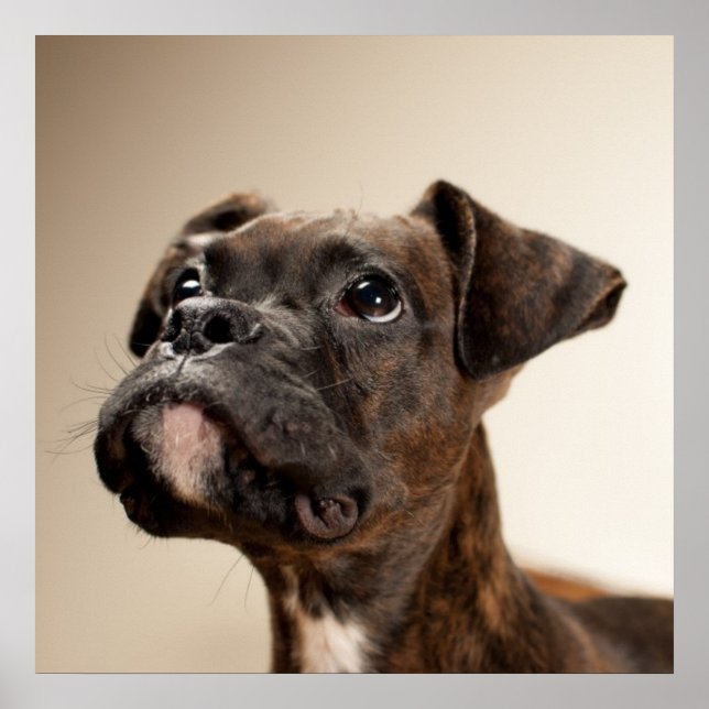 In Brindle Boxer puppy looking up curiously. Poster (Vorne)