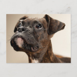In Brindle Boxer puppy looking up curiously. Postkarte