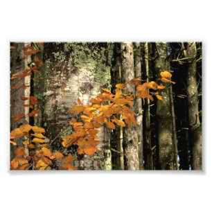 In das Holz Fotodruck