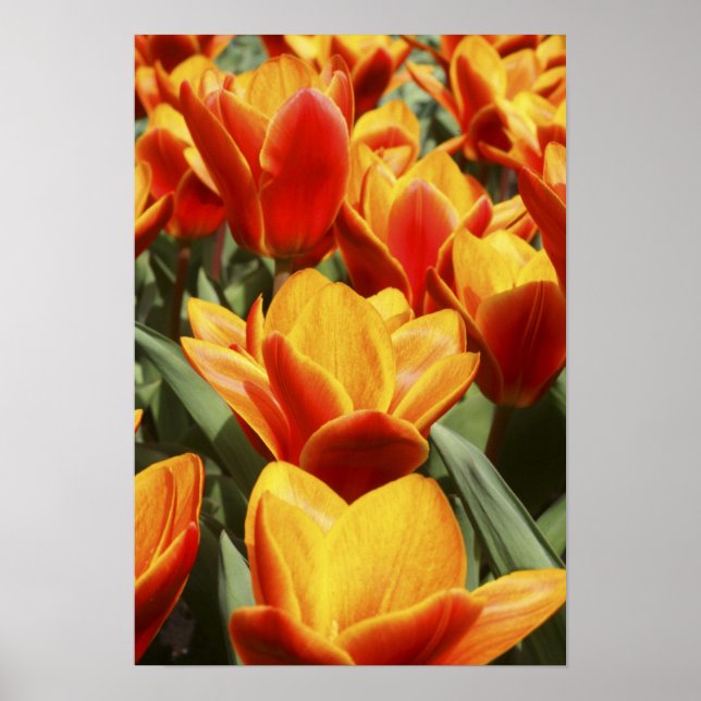 In den Keukenhof Gardens, Holland, gibt es viele T Poster (Vorne)