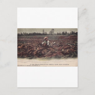 In den Tabakfeldern der alten Virginia Postkarte