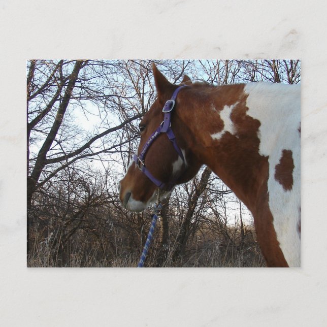 In den Wald schaue ich Postkarte (Vorderseite)