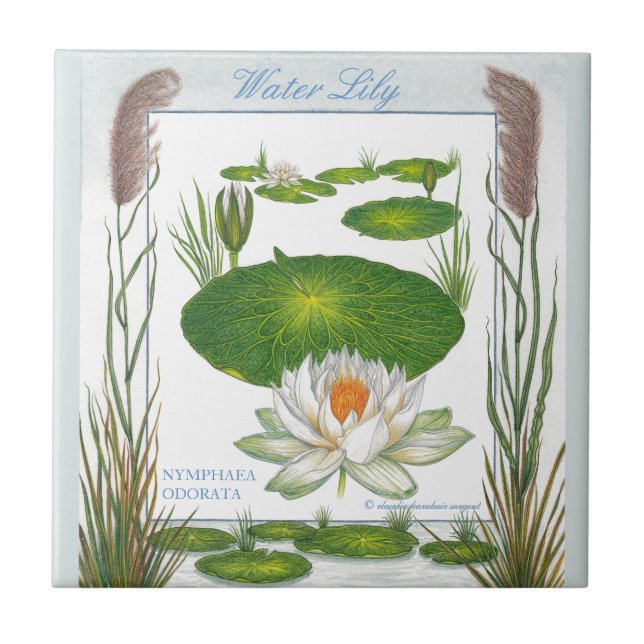 In der Garten ~ Wasser-Lilien-Fliese Fliese (Vorderseite)