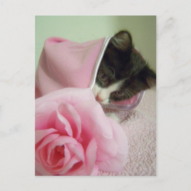 in der Puppendecke Kitten Postkarte (Vorderseite)
