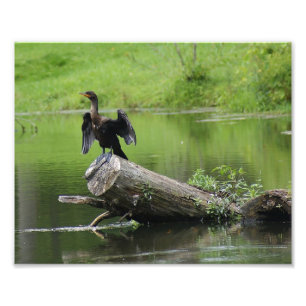 In der Wildnis 10 x 8 Fotografie drucken