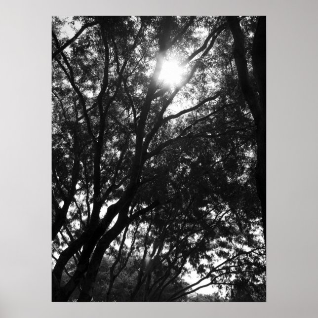 In die Bäume leuchten Poster (Vorne)