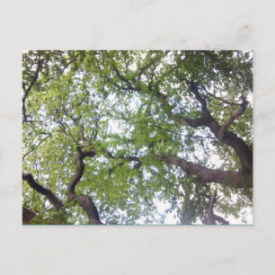 In die Tree Canopy Foto Postkarte