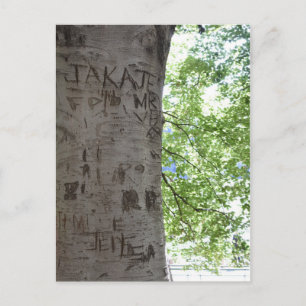 In einem Baum Central Park Naturfotografie Postkarte