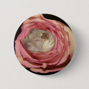 In einem blassen schlafen - rosa Rose, Chinese Button