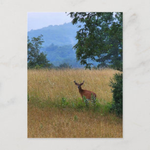 In einem Feld Stehender Buck Postkarte