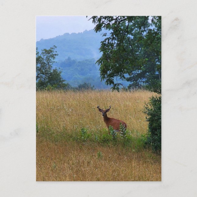 In einem Feld Stehender Buck Postkarte (Vorderseite)
