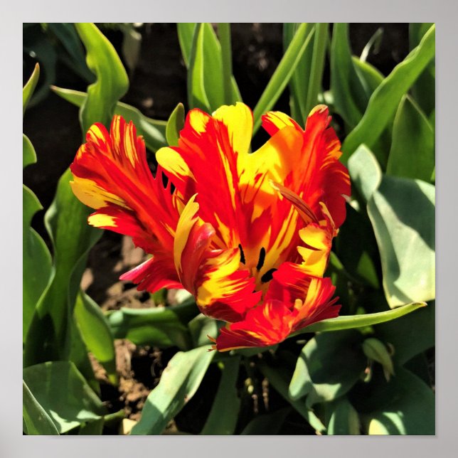 In einem flammenden Papagei-Tulip Poster (Vorne)