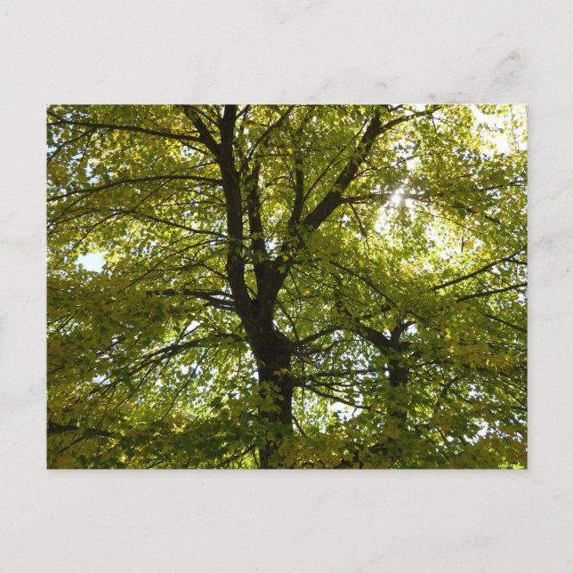 In einem gelben Ahornbaum Herbst Postkarte (Vorderseite)