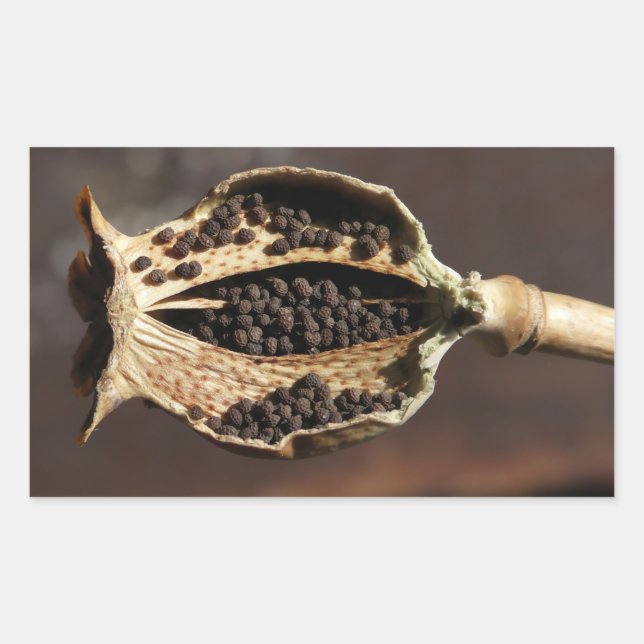 In einem Poppy-Blume-Pod Rechteckiger Aufkleber (Vorderseite)