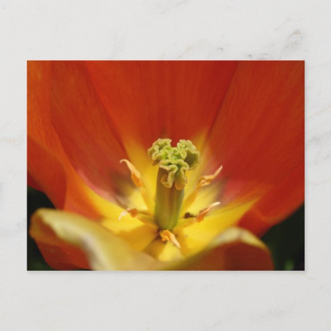 In einem Tulip Postkarte (Vorderseite)