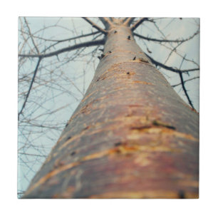 In einen Baum hinaufblickend Fliese