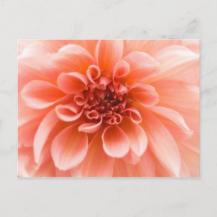 In einer Dahlia-Blume Postkarte