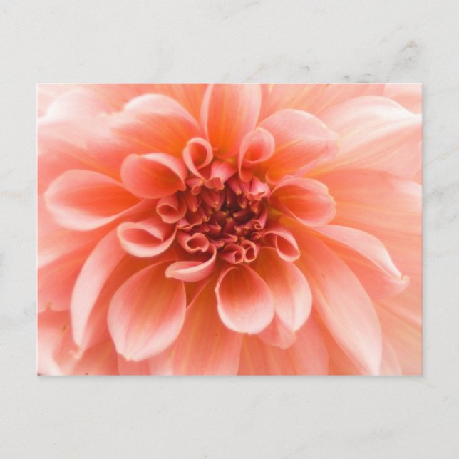 In einer Dahlia-Blume Postkarte (Vorderseite)