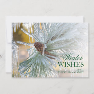 In Eis eingeschlossene Piniennadeln