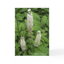 In Friendship's Fragrande Garden Blume Zitat