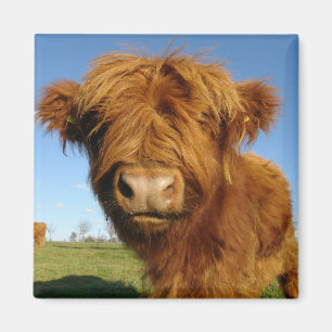 In Ihrem Gesicht Kuh Magnet