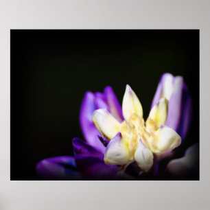 In Liebe mit Lupine Poster