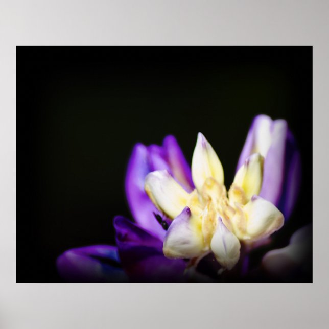 In Liebe mit Lupine Poster (Vorne)