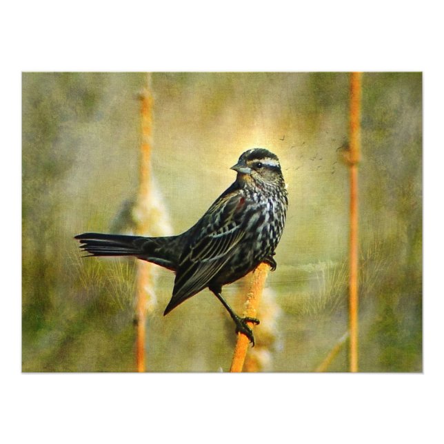 In Limelight Poster Print (Vorne)