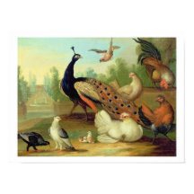In Peacock, Doves, Chickens and a Jay in a Park