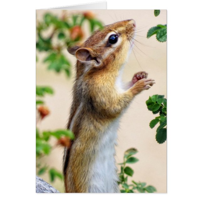 In Reichweite - Chipmunk (Vorne)