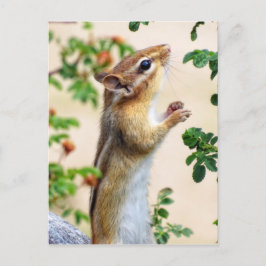 In Reichweite - Chipmunk Postkarte