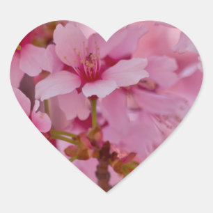 In Rosa gebadete japanische Kirschblüten Herz-Aufkleber