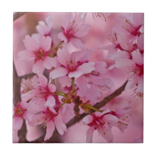 In Rosa gebadete Japanische Kirschblüten Kachel