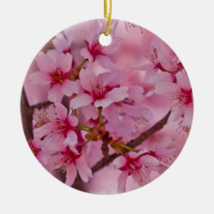 In Rosa gebadete japanische Kirschblüten Keramikornament