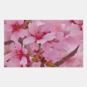 In Rosa gebadete japanische Kirschblüten Rechteckiger Aufkleber