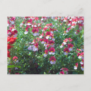 In seltenen Farben gezüchtete Geißeln in Postkarte