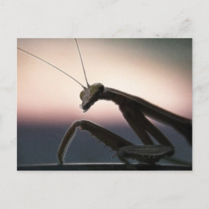 In Silhouette - Praying Mantis Postkarte