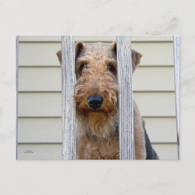 "In the Doghouse" Postkarte (Vorderseite)