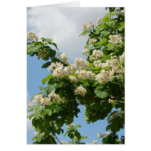 in voller Blüte (Vorne)