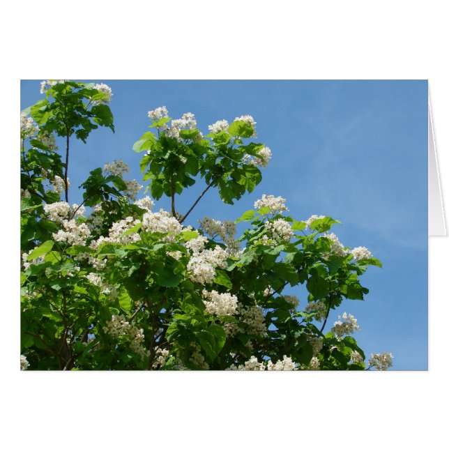 in voller Blüte (Vorderseite (Horizontal))