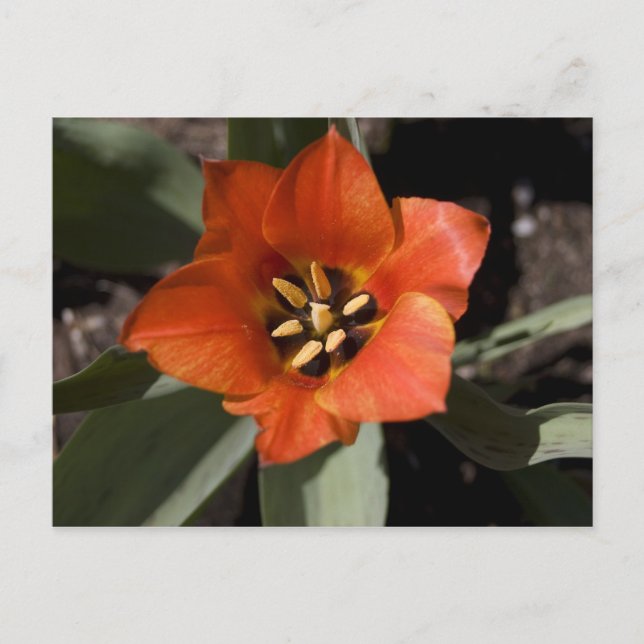 in voller Blüte Postkarte (Vorderseite)
