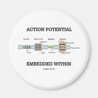 In (Zellen-Junktionen) eingebettetes Aktionspotenz Magnet