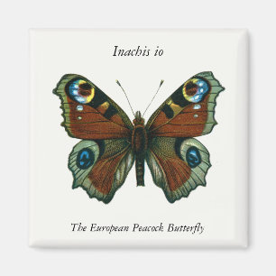 Inachis io - Die europäische Pfauenschmetterling Magnet