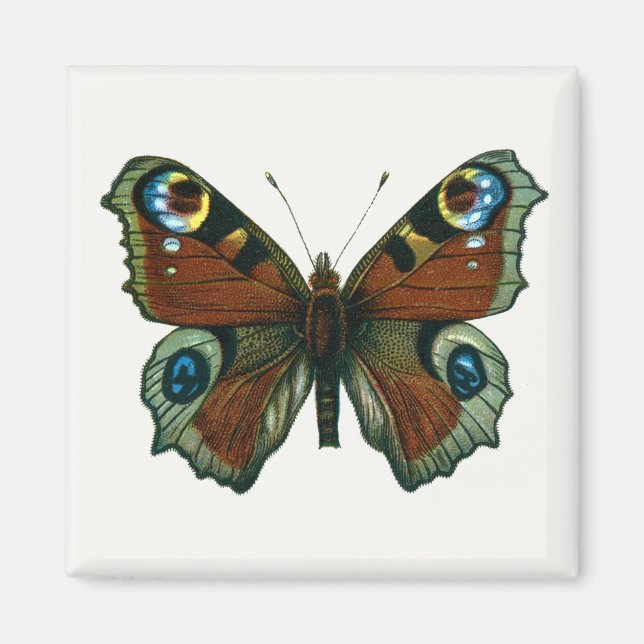 Inachis io - Die europäische Pfauenschmetterling Magnet (Vorne)