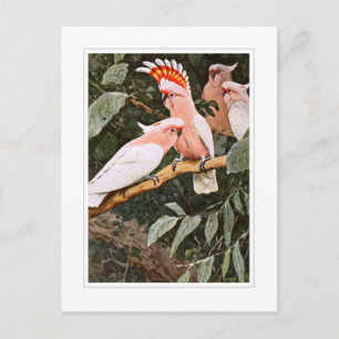 Inca Cockatoo; W.Kuhnert Postkarte