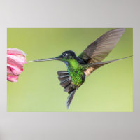Inca Hummingbird in Flight Pose