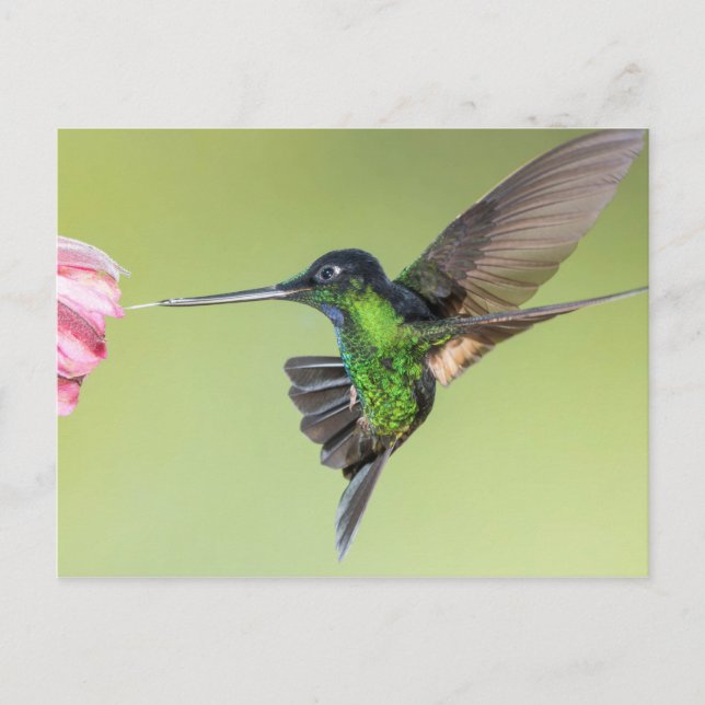 Inca Hummingbird in Flight Pose Postkarte (Vorderseite)