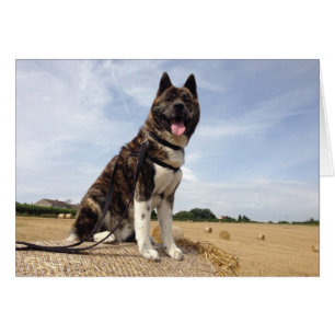 Inca in Somerset