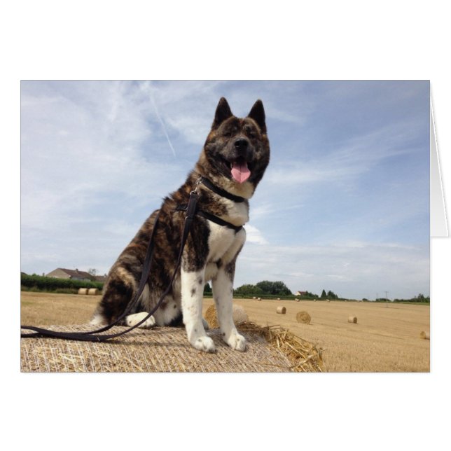 Inca in Somerset (Vorderseite (Horizontal))