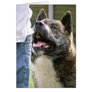 Inca sucht nach oben